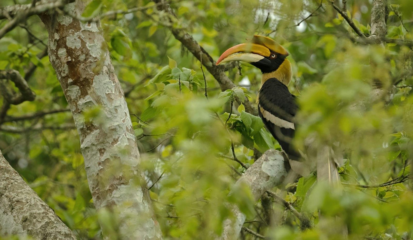 A great hornbill with a large yellow casque and bill, perched among leafy branches