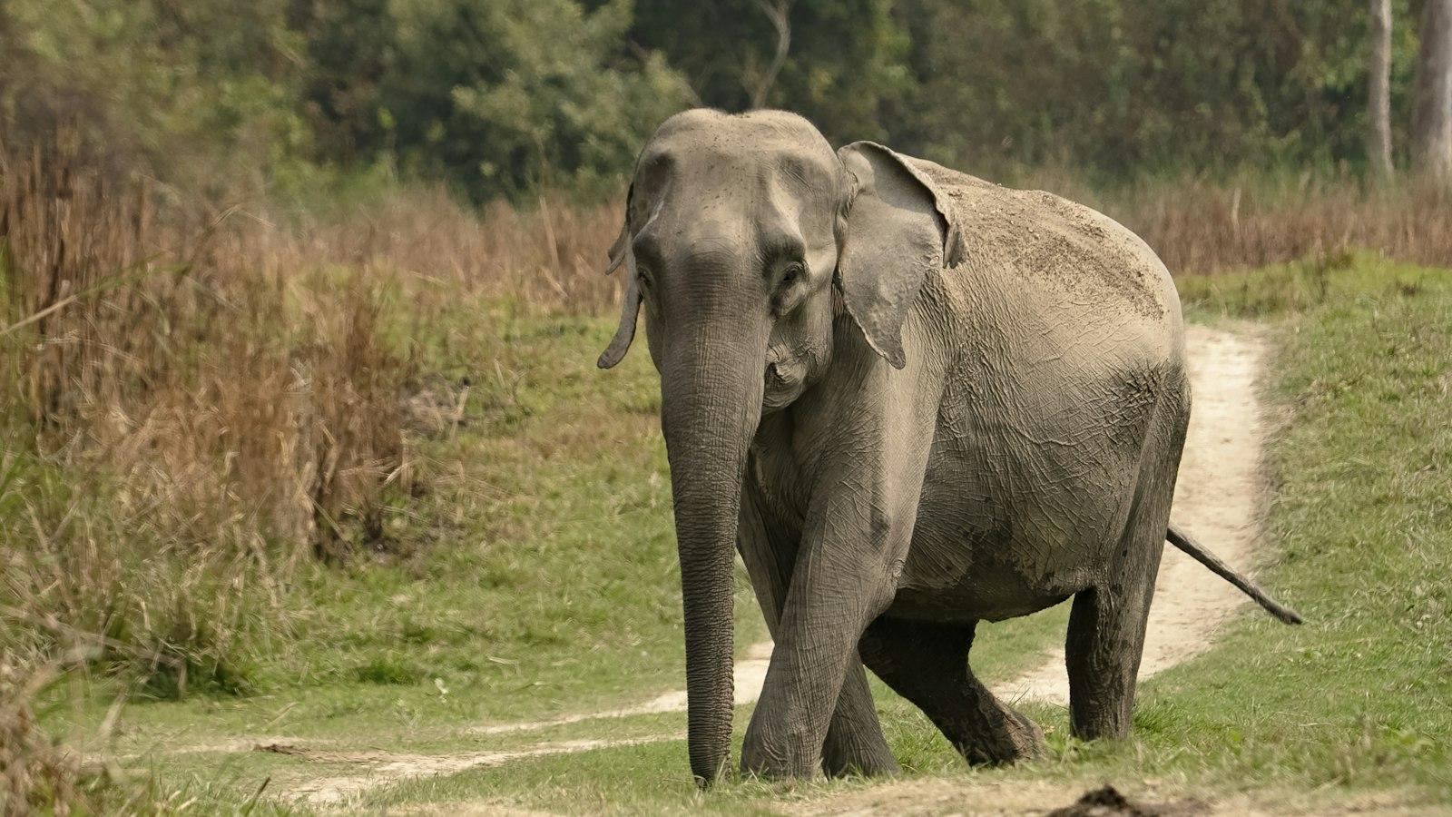 A dusty Asian elephant walking towards the camera along a grassy track, with tall dry grass and trees behind