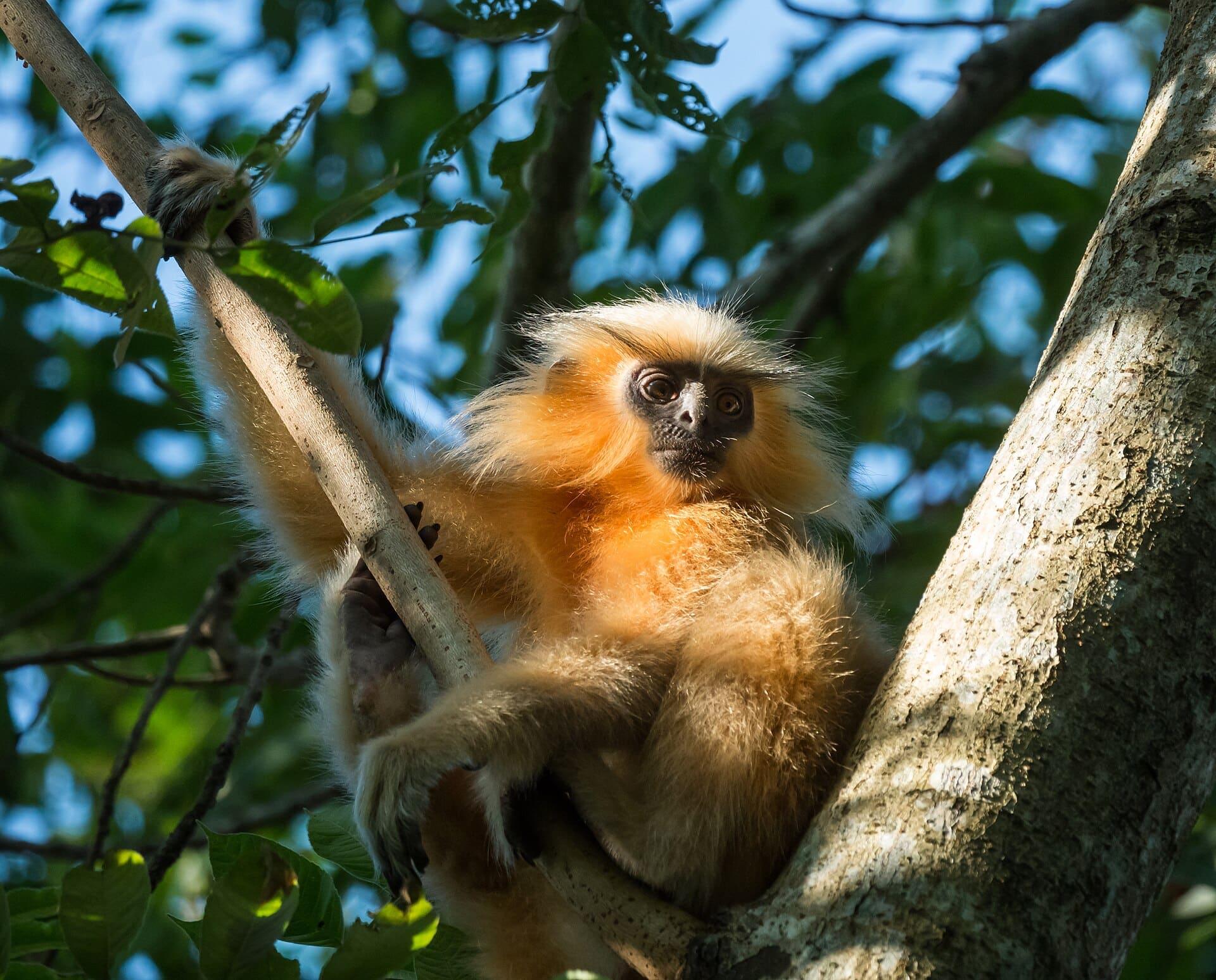 A golden langur sitting in a tree in the forest near Manas