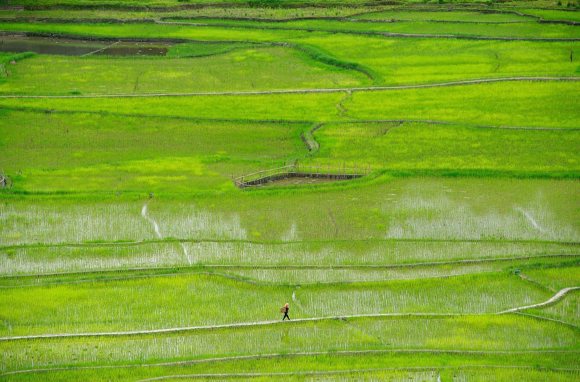 Ziro Valley - Apatani Country