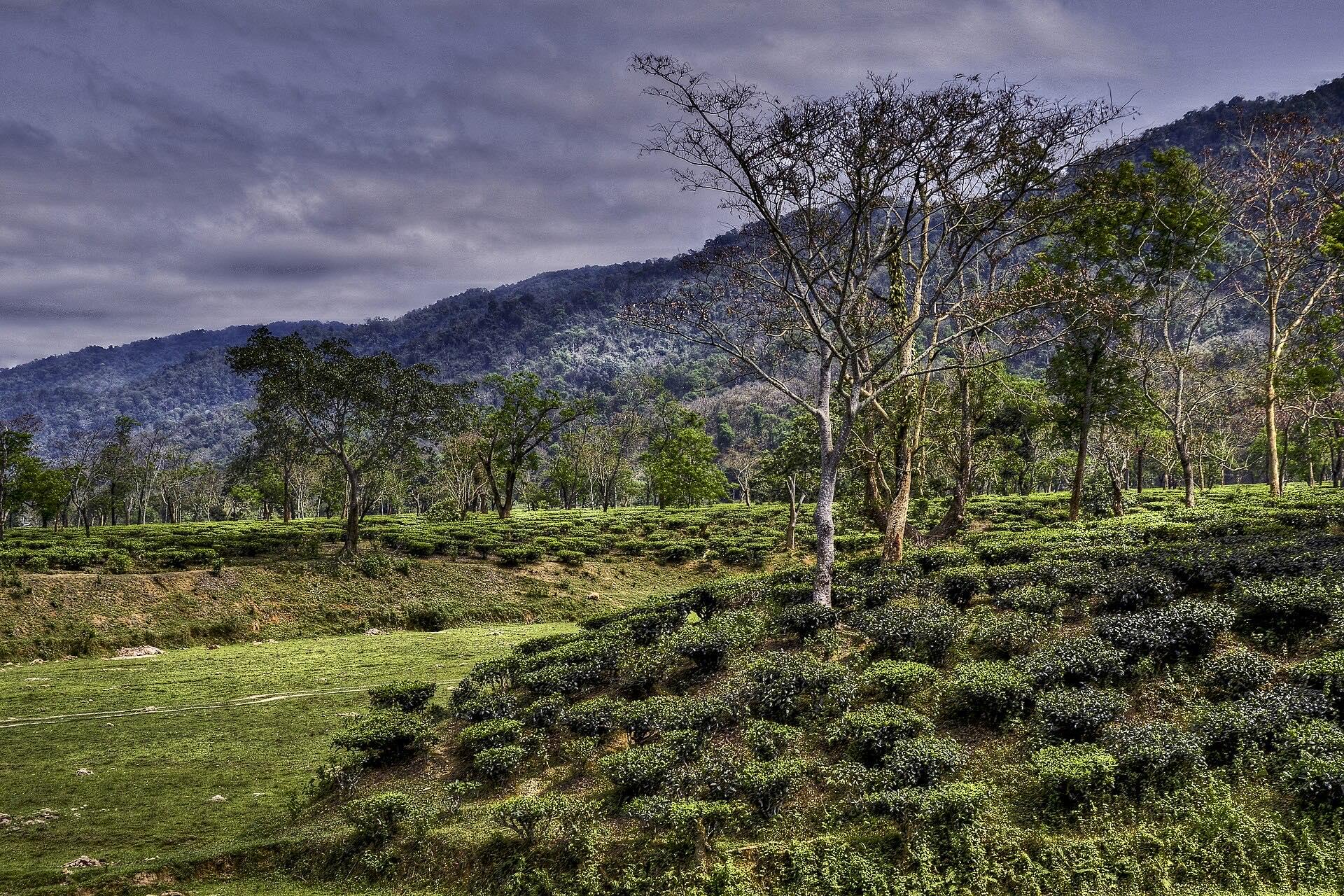 Assam Itinerary: 5 and 7 Days