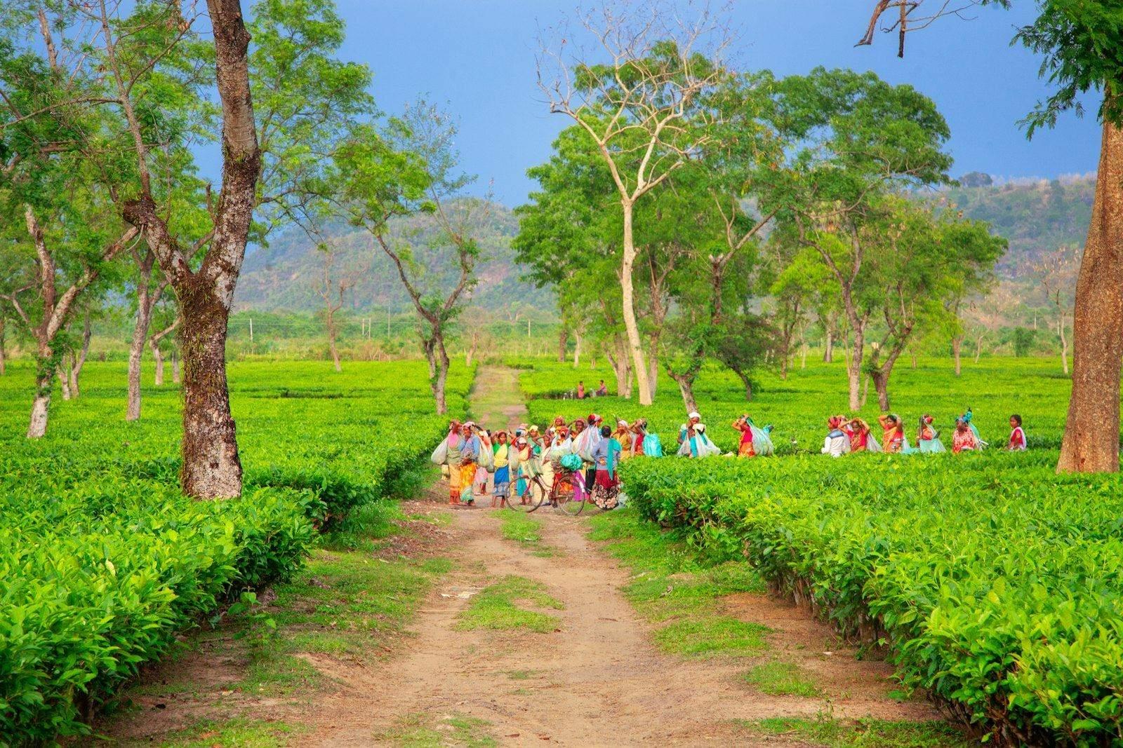 Kaziranga Beyond the Jeep: Waterfalls, Ruins, Tea and Birds