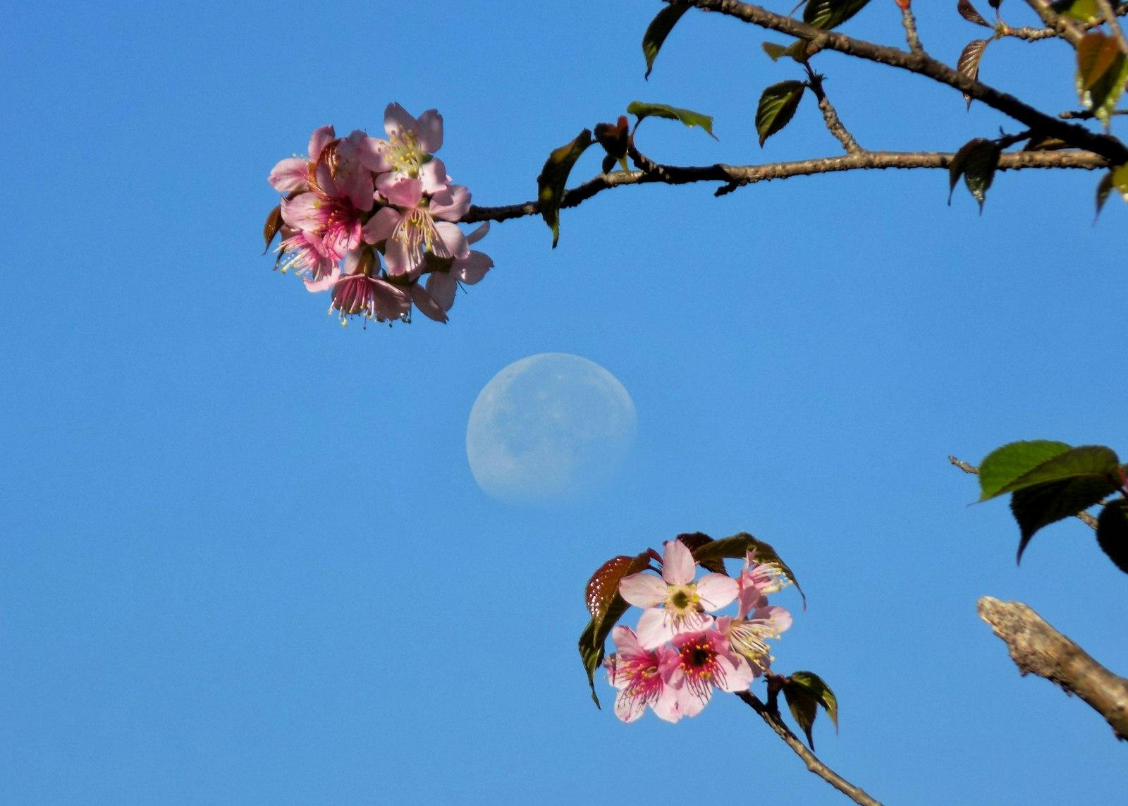 Shillong Cherry Blossom Festival 2026: Pink Trees in November