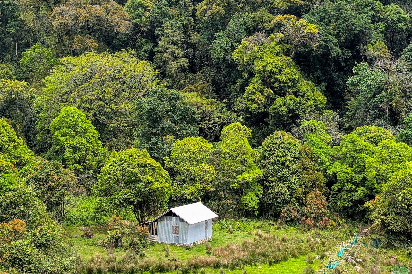 Pangti: The Nagaland Village That Saved the Amur Falcon