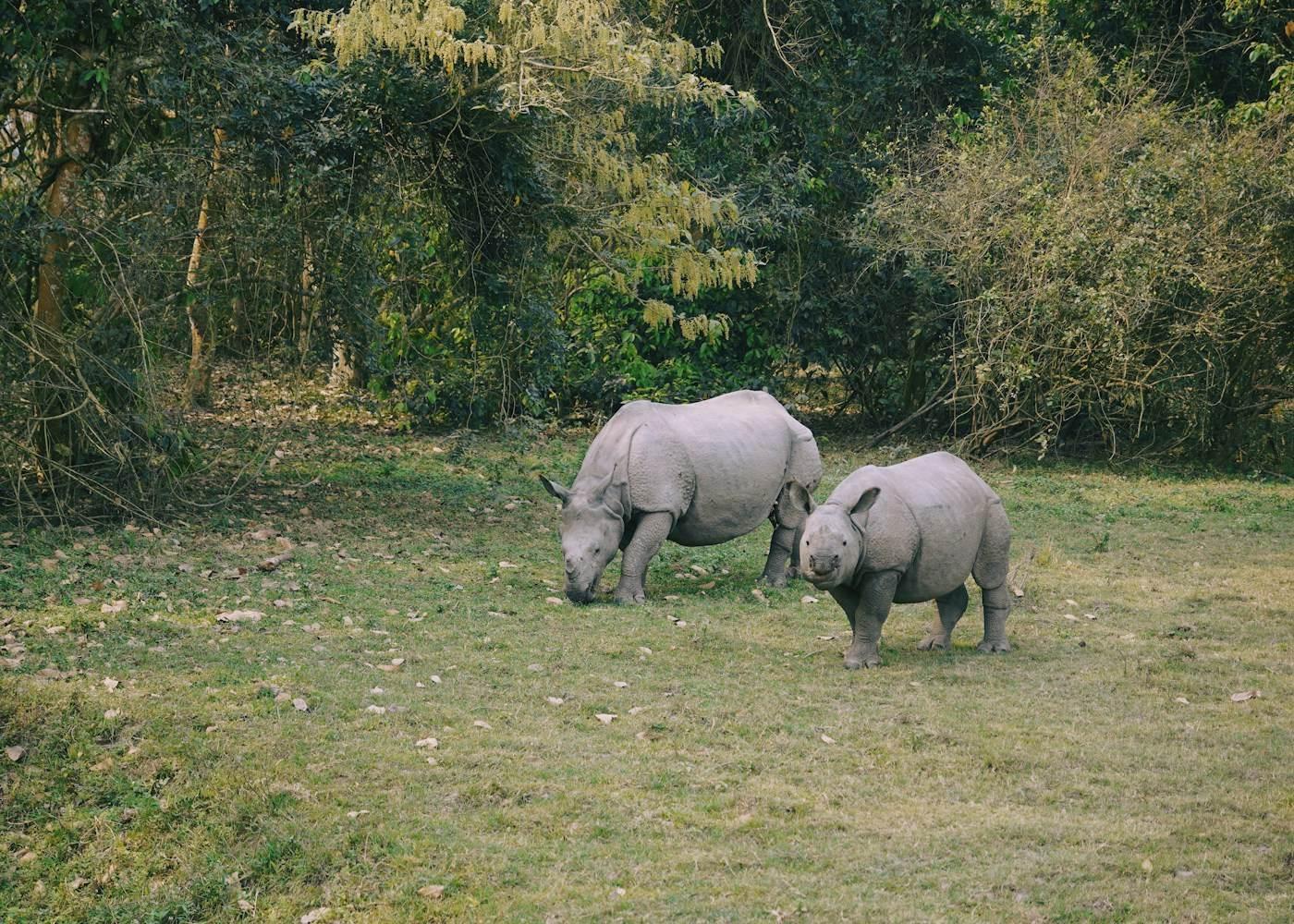 Which Kaziranga Range? Rhinos, Birds or Gibbons