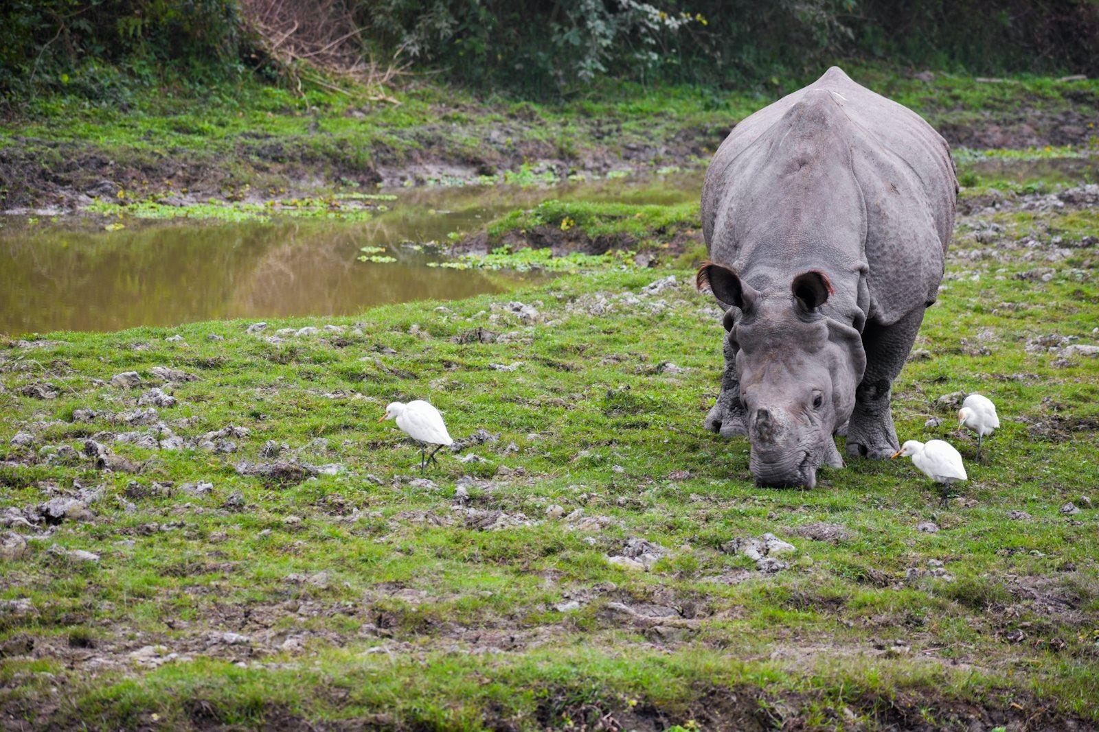 Kaziranga Jeep Safari 2026-27: Ranges, Timings, Booking and What's Changed