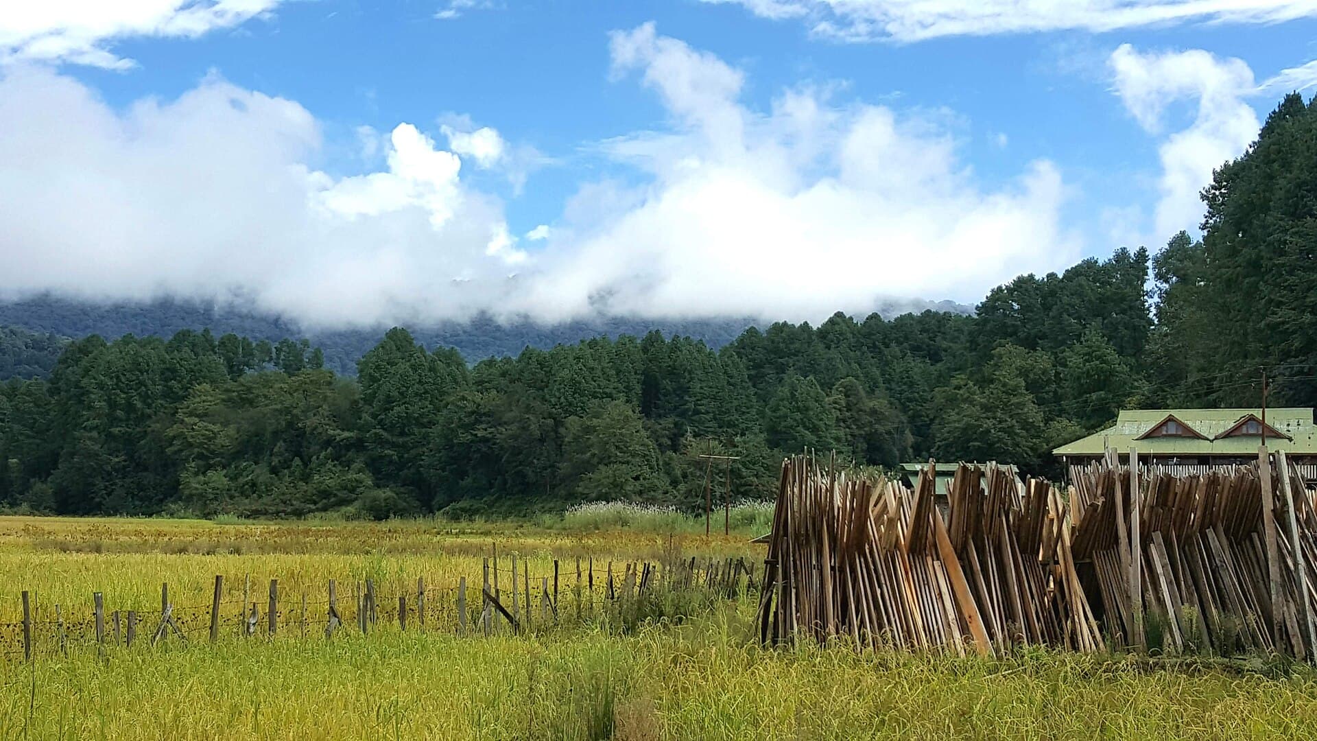Ziro Festival of Music: Four Days in a Paddy Field