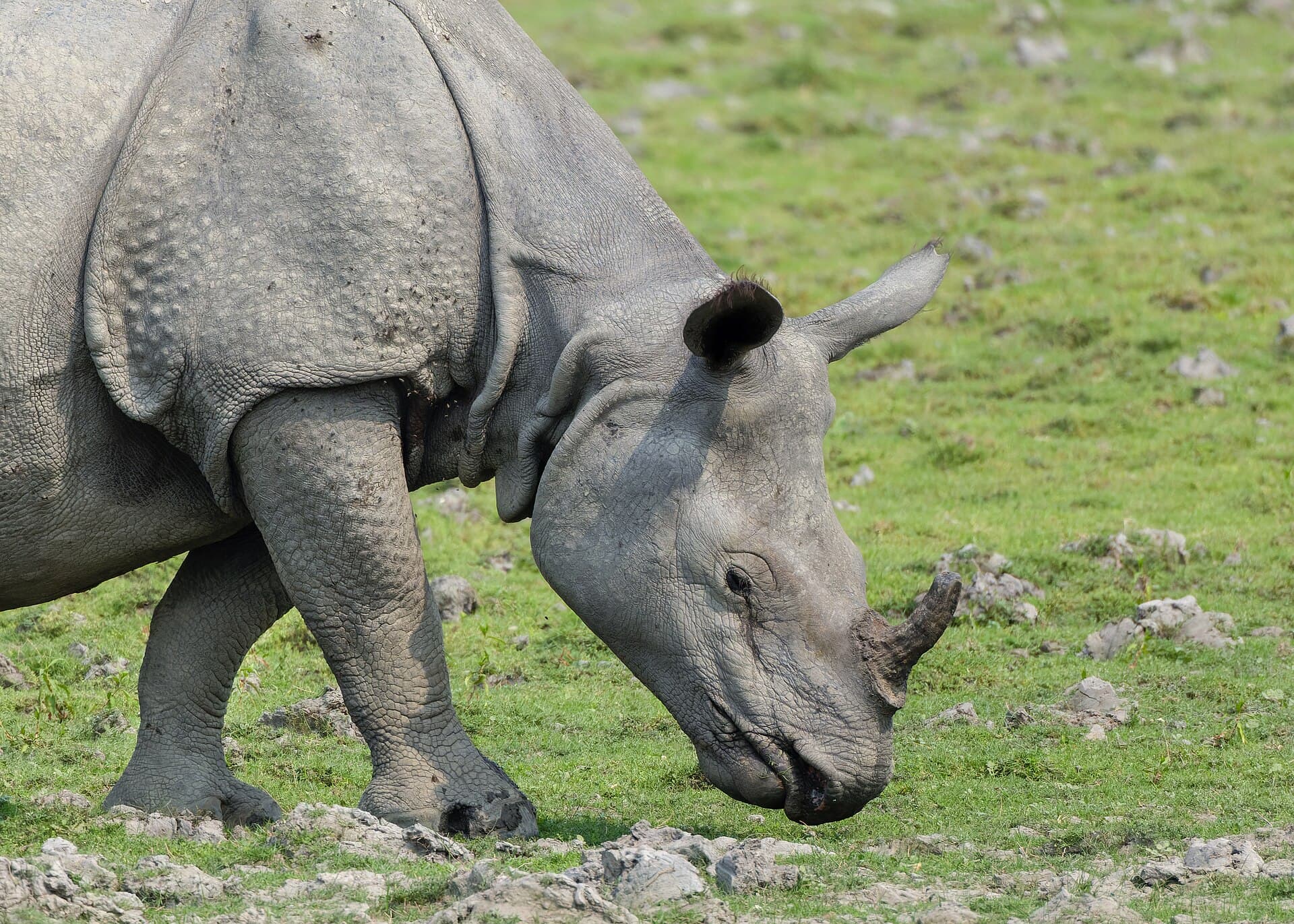 Kaziranga in winter
