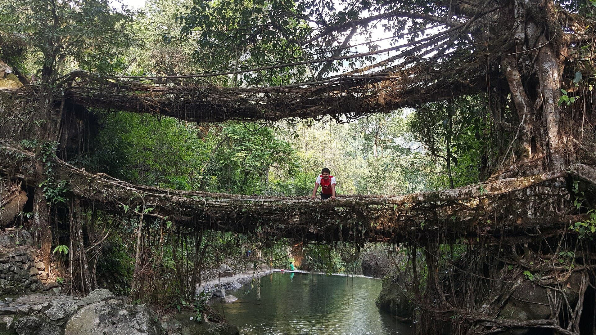 Living Root Bridges - Nongriat