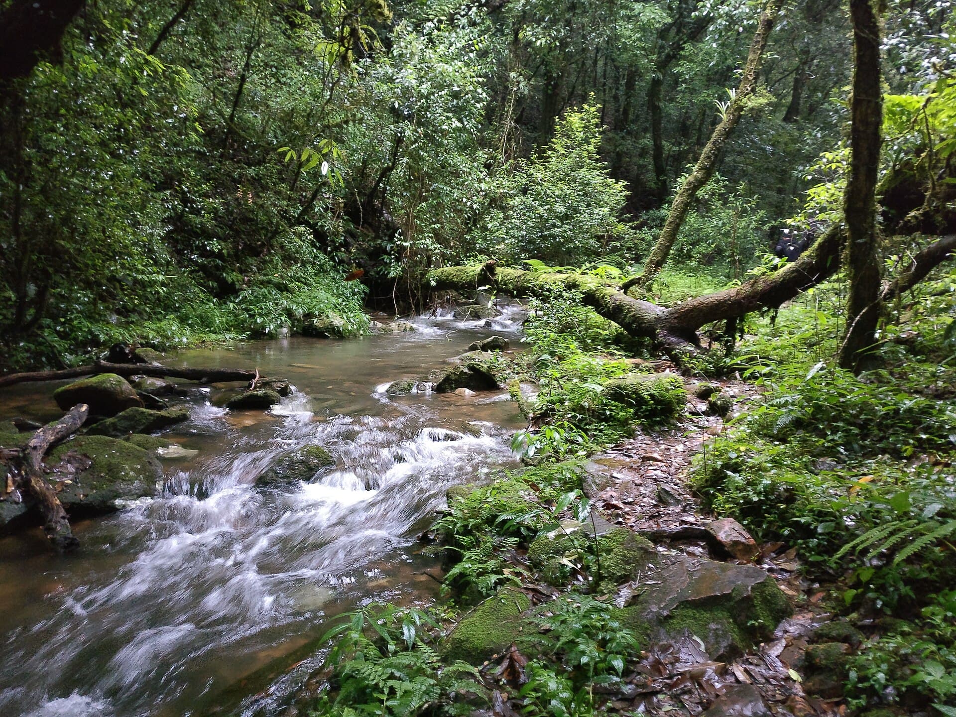 Mawphlang Sacred Grove