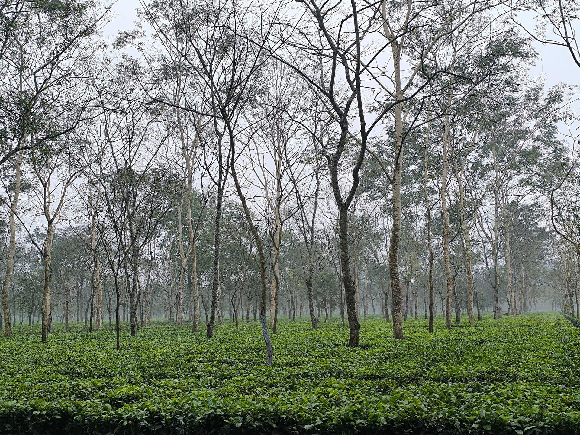 Tea Garden Bungalow Stay