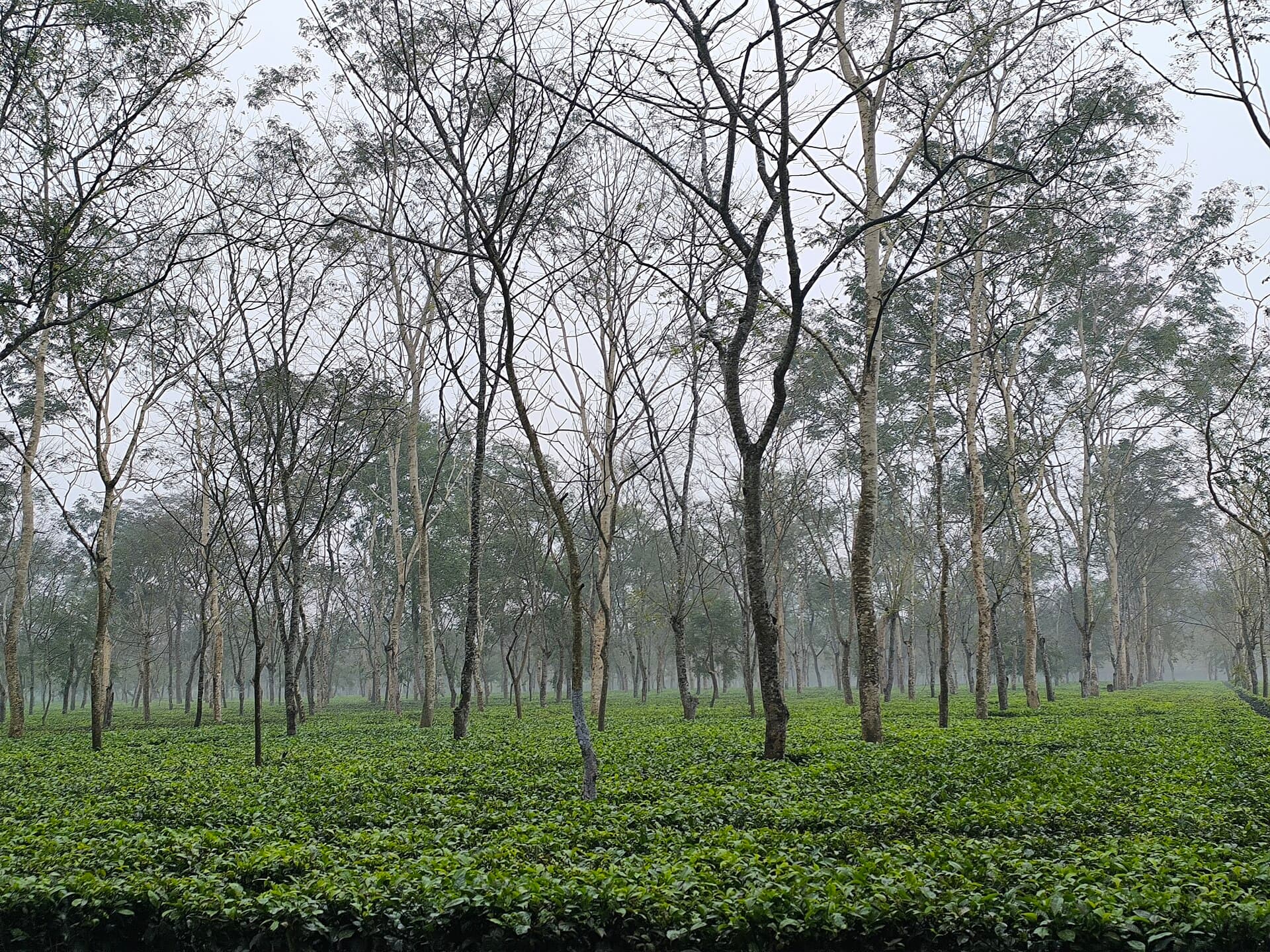 Tea Garden Bungalow Stay