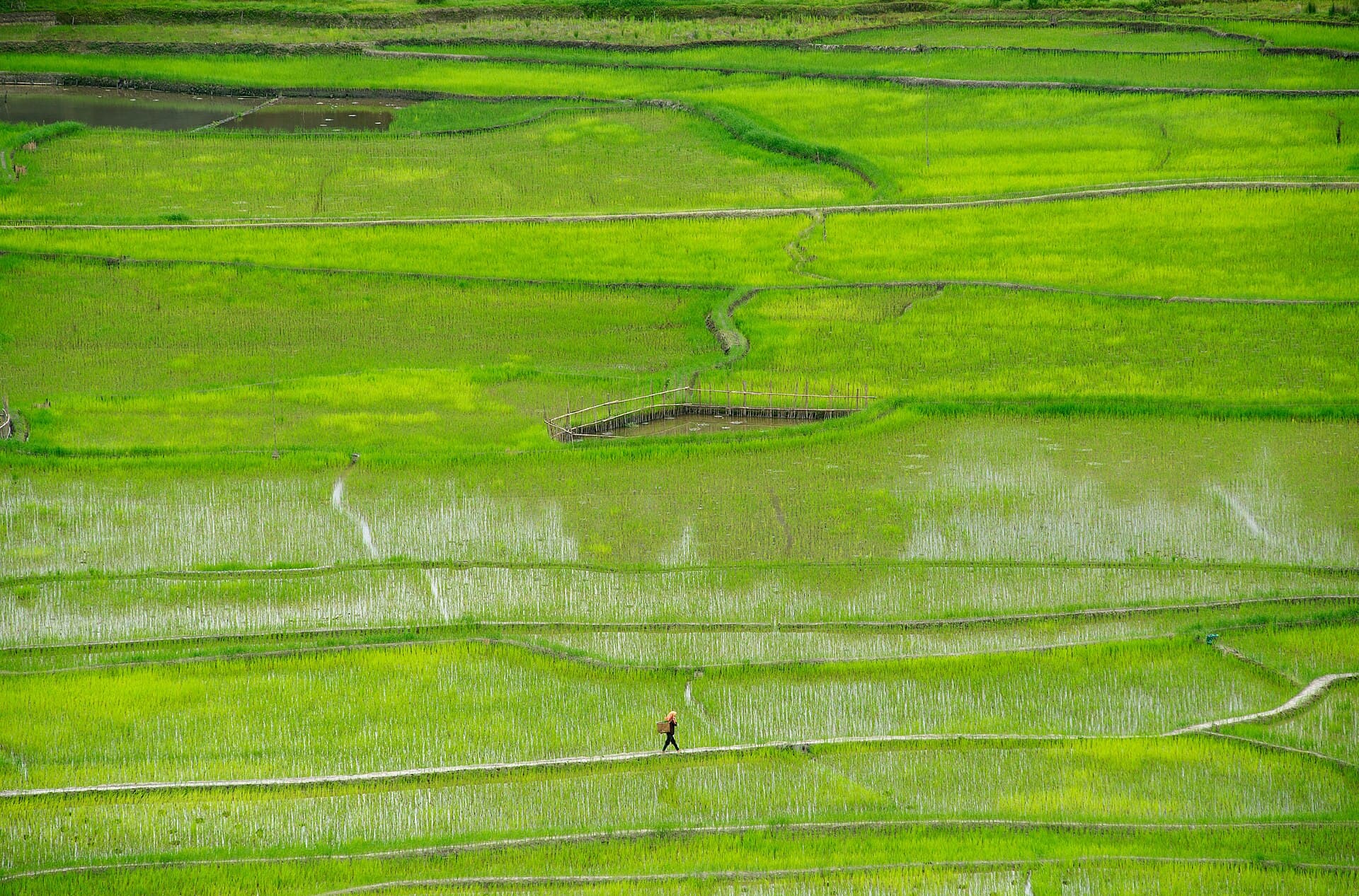 Ziro Valley - Apatani Country